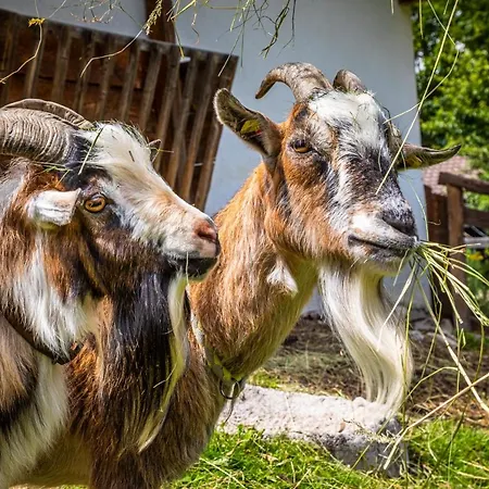 Oeko-appartements Fallhaus Appartamento Forstau (Salzburg)